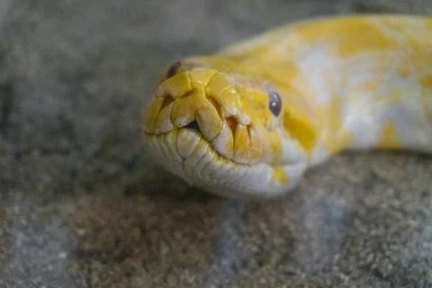 Close-up of a yellow python on a stone background 写真素材