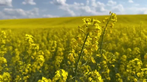 A close-up of yellow rape blossoms being shaken by the wind in a field. Stock Footage 242043896
