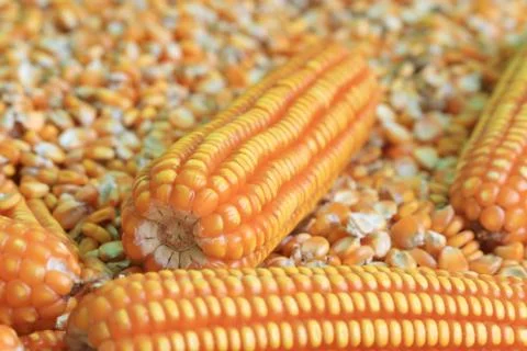 Close up yellow raw corn Stock Photos