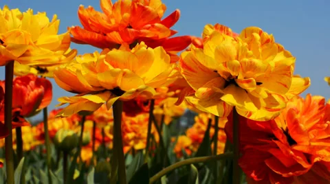 Close up of yellow, red and orange tulips moving in a wind, Netherlands Stock Footage 37294323
