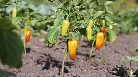 Close up yellow ripe bell peppers hanging on the plant in garden. red unripe  Stock Footage 136419352