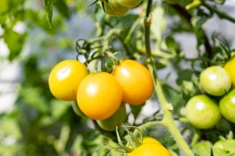 Close-up of yellow ripe cherry tomatoes on a branch. Stock Photos