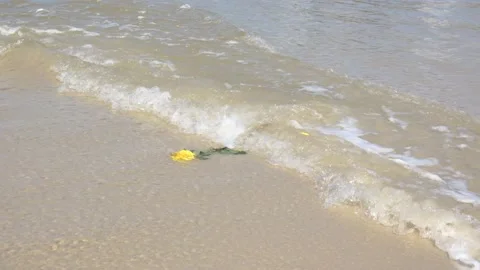 Close-up on a yellow rose floating in the sea waves. 库存影片 146015576