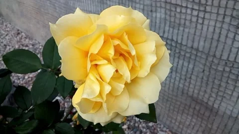 Close up of a yellow rose Stock Footage 162718841