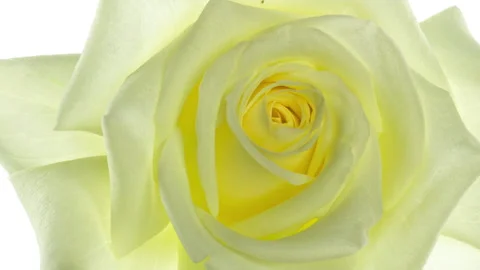 Close-up of yellow rose opening on white background, time lapse,FULL HD Stock Footage 162718051
