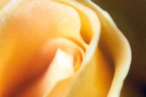 Close up of a yellow rose Stock Photos