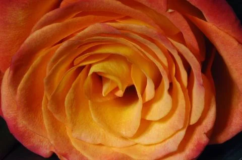 Close up of yellow rose Stock Photos