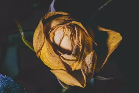 Close up of a yellow rose Stock Photos