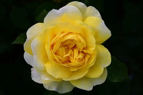 Close up of yellow rose Stock Photos