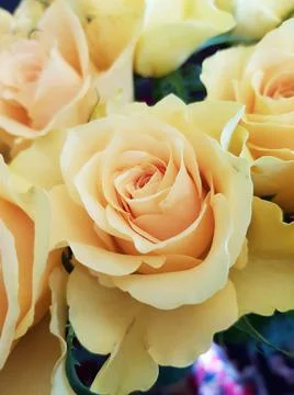 Close-up of yellow rose Stock Photos