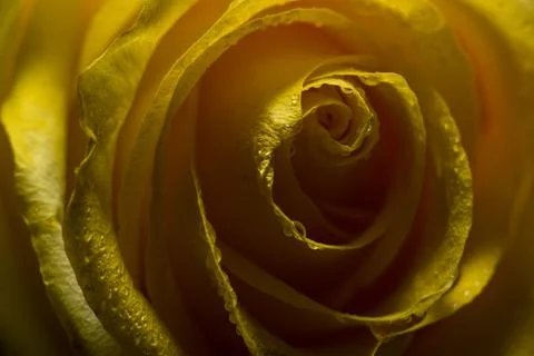 Close up of a yellow rose Stock Photos