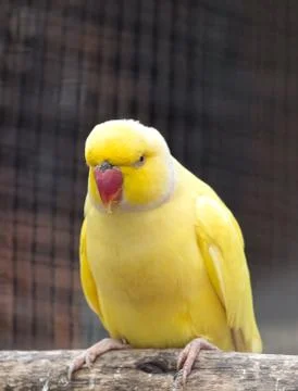 Close up Yellow Rose Ringed Parakeet Perched on Branch Isolated on Background Stock Photos