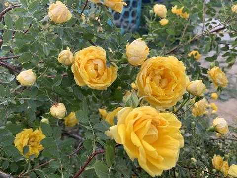Close up of yellow roses Stock Photos