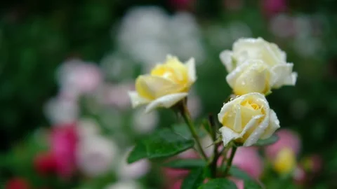 Close Up Yellow Roses with Rain Drops in Garden Cinematic Floral Scene Stock Footage 332273479