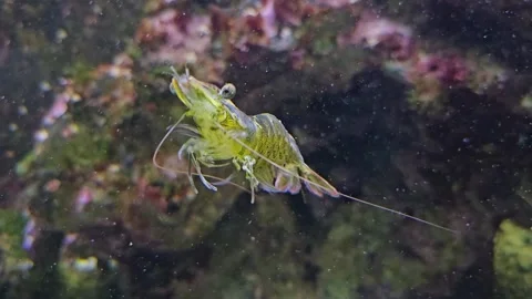 Close up of yellow shrimp Stock Footage 296493347
