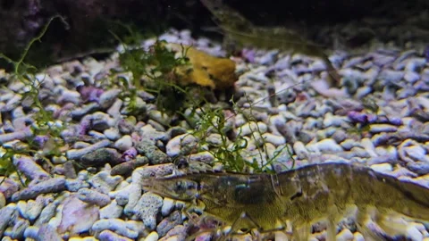 Close up of a yellow shrimp Stock Footage 296494898