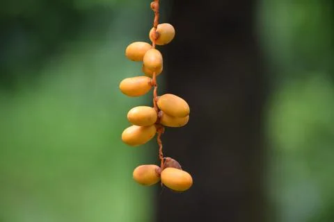 Close-up of yellow silver date palm fruit hanging from a branch. Stock Photos