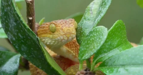 Close-up of a yellow snake looking through the leaves. Stock Footage 315333056