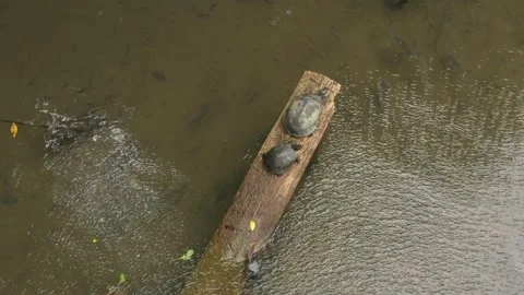 Close up of yellow spotted river turtle also called charapa or podocnemis Stock Footage 142748075