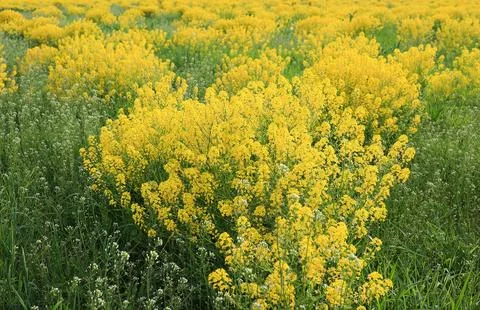 Close-up of yellow spring fields of rapeseed, rapeseed on a sunny day. Select Stock Photos