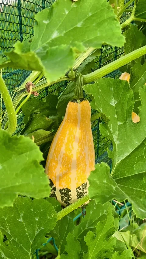 Close Up of Yellow Squash Growing on a Garden Plant Stock Footage 344878745