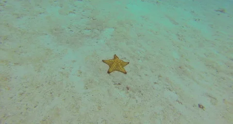 Close up of a yellow star fish. Stock Footage 42856799