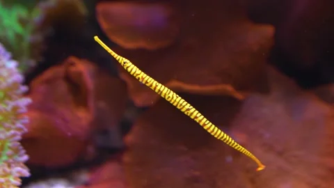 Close up of yellow stick fish Stock Footage 233447857