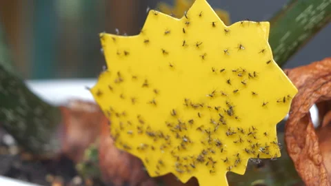 CLOSE UP: Yellow sticky trap covered in fungus gnats, small houseplant pests Stock Footage 303919091