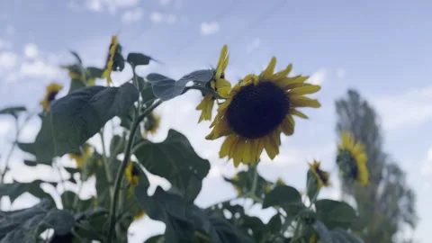Close Up of Yellow Sunflower in Bloom Against Blue Sky with Blurred Bees Vídeos de archivo 342855866
