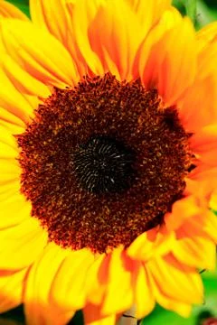 Close up yellow sunflower Stock Photos