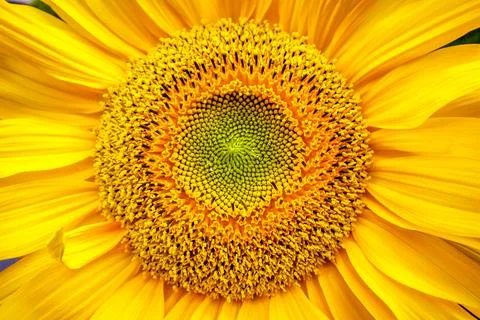 Close up of a yellow sunflower Stock Photos