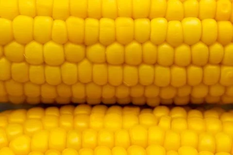 Close-up of yellow sweet corn kernels on the cob Stock Photos