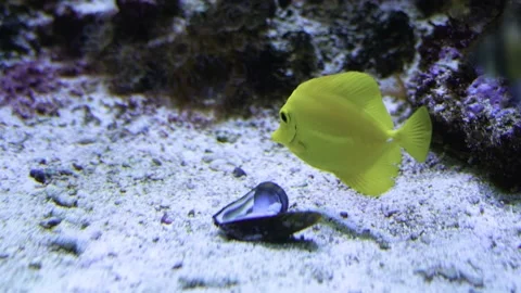 Close up of yellow tang fish Stock Footage 233437778