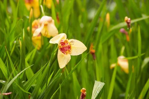 Close-up of yellow with tiger iris flowers Stock Photos