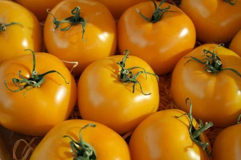 Close up of yellow tomatoes Stock Photos