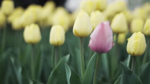 Close up of yellow tulip buds with one violet bud swaying in the wind Video stock 188083162