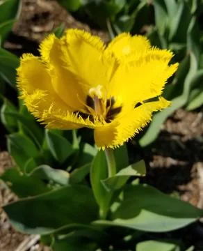 Close-up on a yellow tulip 写真素材