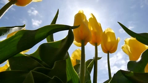 Close-up of a yellow tulip through the sun. Video stock 100290308