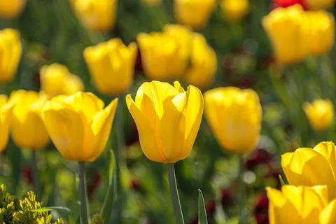 Close up of yellow tulips Stock Photos