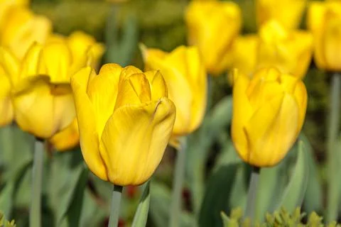 Close up of yellow tulips Stock Photos