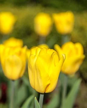 Close up of yellow tulips Stock Photos