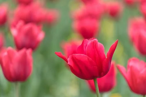 Close up of yellow tulips Stock Photos