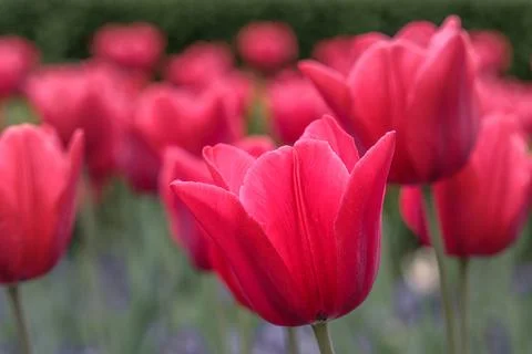 Close up of yellow tulips Stock Photos