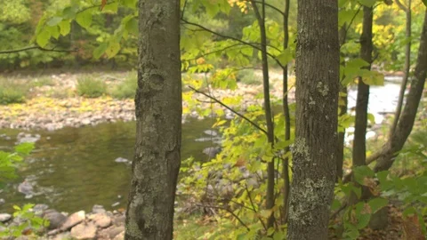 CLOSE UP: Yellow turning bushes and trees on the riverbank during autumn season Stock Footage