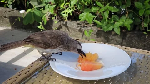 Close-Up of a Yellow-Vented Bulbul Eating Papaya in Bali Stock Footage 340321320