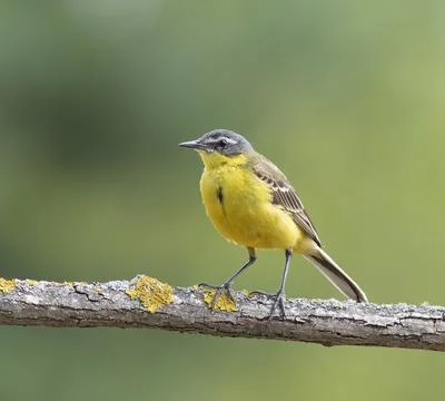 Close-up of a yellow wagtail facing left Stock Photos