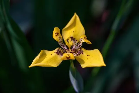 Close up yellow walking Iris flower has small brown spot on petal bloom in .. Photos