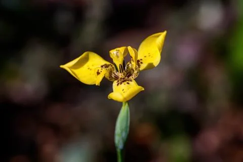 Close up yellow walking Iris flower has small brown spot on petal bloom in .. Photos