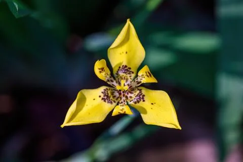 Close up yellow walking Iris flower has small brown spot on petal bloom in .. Photos