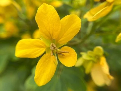 Close-up of yellow wild fruit (2) Stock Photos